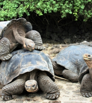 Group of tortoises in the Galapagos