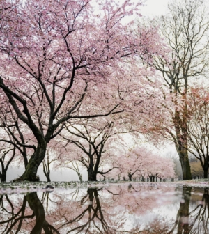 Cherry blossom trees near the water