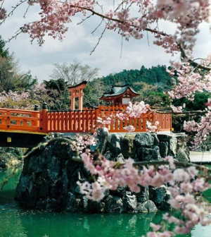 Temple in the middle of a pond with cherry blossoms