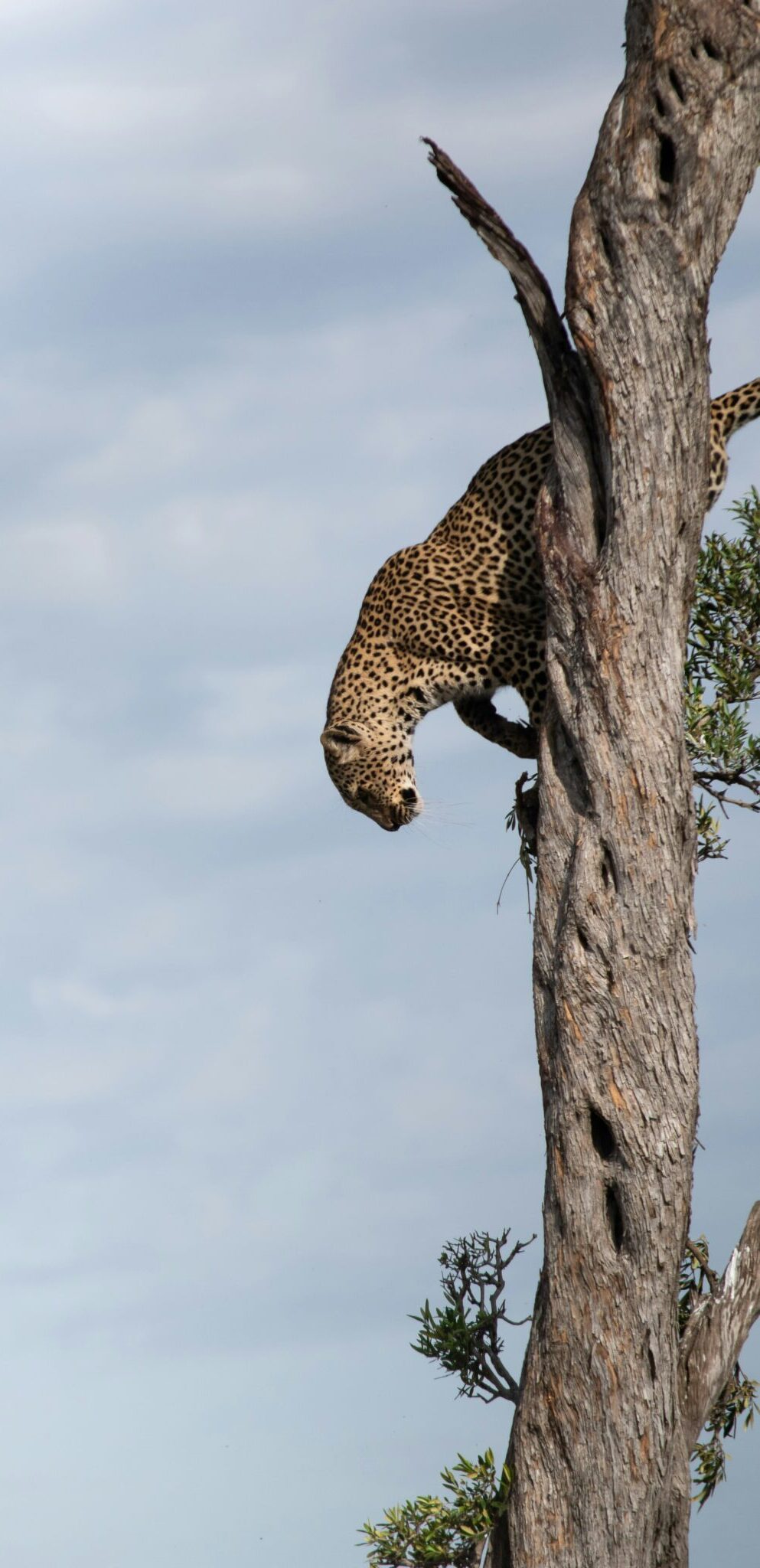 Jaguar in a tree