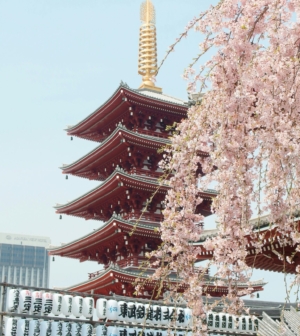This course aims to explore the impact that lifestyle factors (diet, exercise, stress, sleep) have on our brain and on us as a whole (in both diseased and non-diseased persons). This semester will also involve studying Alzheimer’s disease and dementia through a cultural lens, comparing and contrasting how the United States deals with those with dementia compared to a country like Japan, that has a much lower rate of dementia (and arguably, quite a healthier way of living). We will begin the semester by exploring Alzheimer’s disease (AD) (what it is, the effects of AD in humans, mouse models, and treatments), introduce topics of diet, exercise, stress, and sleep and how these impact brain health and how culture can shape these factors, and finally, we will compare and contrast dementia-care in the United States and Japan. Spring break will involve travel to Japan where we will use this information participating in activities and events that allow us to note how brain health can affect mental health and dementia among the young and old alike. Once we return from Japan, we will continue applying what we experienced through continued article readings and discussions and participate in reflections on current and future habits/behaviors that can affect our own lives.